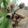 Fotografia 6 da espécie Corymbia citriodora do Jardim Botânico UTAD