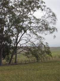 Fotografia da espécie Corymbia citriodora