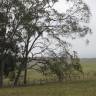 Fotografia 8 da espécie Corymbia citriodora do Jardim Botânico UTAD