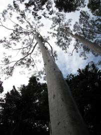 Fotografia da espécie Corymbia citriodora