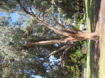 Fotografia da espécie Eucalyptus nicholii
