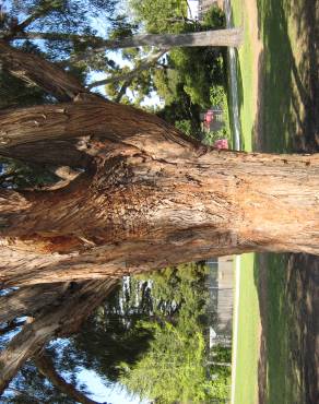Fotografia 6 da espécie Eucalyptus nicholii no Jardim Botânico UTAD