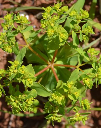 Fotografia de capa Euphorbia pterococca - do Jardim Botânico