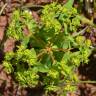 Fotografia 1 da espécie Euphorbia pterococca do Jardim Botânico UTAD