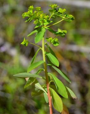 Fotografia 4 da espécie Euphorbia pterococca no Jardim Botânico UTAD