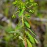 Fotografia 4 da espécie Euphorbia pterococca do Jardim Botânico UTAD