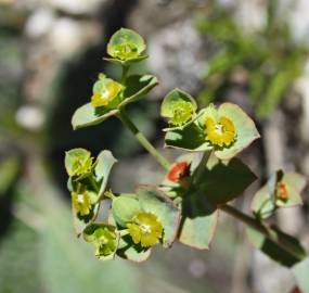 Fotografia da espécie Euphorbia transtagana