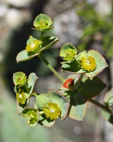 Fotografia de capa Euphorbia transtagana - do Jardim Botânico