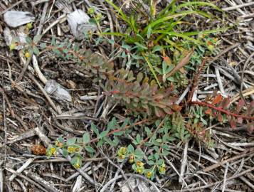 Fotografia da espécie Euphorbia transtagana