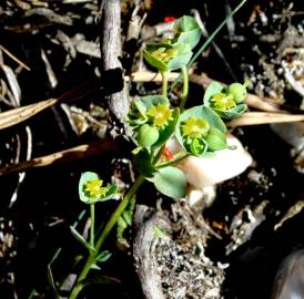 Fotografia da espécie Euphorbia transtagana