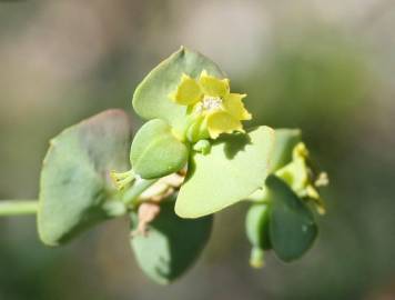 Fotografia da espécie Euphorbia transtagana