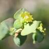 Fotografia 5 da espécie Euphorbia transtagana do Jardim Botânico UTAD