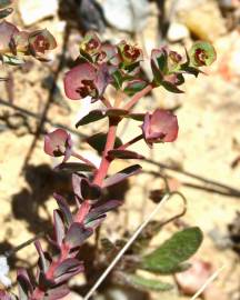 Fotografia da espécie Euphorbia transtagana