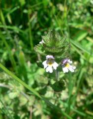 Euphrasia hirtella