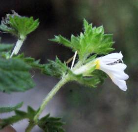 Fotografia da espécie Euphrasia hirtella