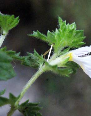 Fotografia 4 da espécie Euphrasia hirtella no Jardim Botânico UTAD