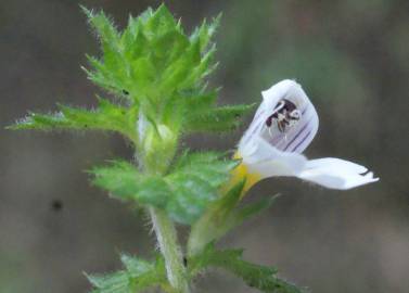 Fotografia da espécie Euphrasia hirtella