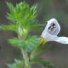 Fotografia 5 da espécie Euphrasia hirtella do Jardim Botânico UTAD