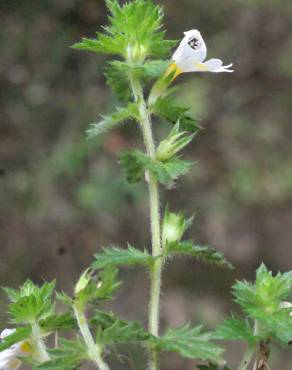 Fotografia 6 da espécie Euphrasia hirtella no Jardim Botânico UTAD