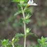 Fotografia 6 da espécie Euphrasia hirtella do Jardim Botânico UTAD