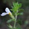 Fotografia 7 da espécie Euphrasia hirtella do Jardim Botânico UTAD