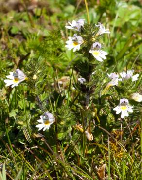 Fotografia 8 da espécie Euphrasia hirtella no Jardim Botânico UTAD