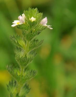 Fotografia 10 da espécie Euphrasia hirtella no Jardim Botânico UTAD