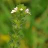 Fotografia 10 da espécie Euphrasia hirtella do Jardim Botânico UTAD