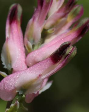 Fotografia 10 da espécie Fumaria muralis no Jardim Botânico UTAD