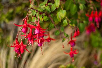 Fotografia da espécie Fuchsia magellanica