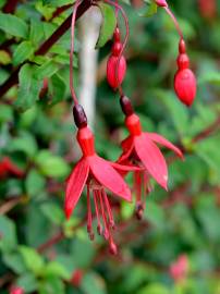 Fotografia da espécie Fuchsia magellanica