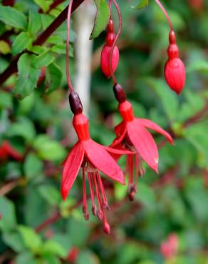 Fotografia 9 da espécie Fuchsia magellanica no Jardim Botânico UTAD