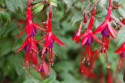 Fotografia da espécie Fuchsia magellanica