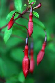 Fotografia da espécie Fuchsia magellanica