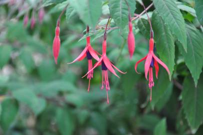 Fotografia da espécie Fuchsia magellanica