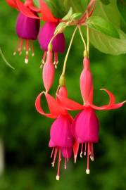 Fotografia da espécie Fuchsia magellanica