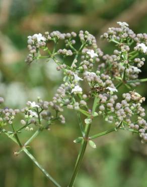 Fotografia 4 da espécie Galium broterianum no Jardim Botânico UTAD