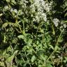 Fotografia 5 da espécie Galium broterianum do Jardim Botânico UTAD