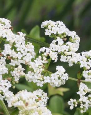 Fotografia 6 da espécie Galium broterianum no Jardim Botânico UTAD