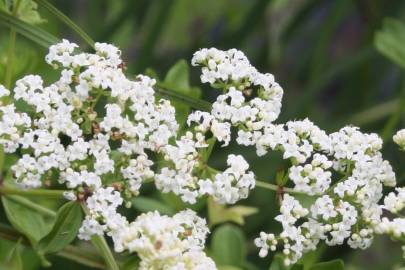 Fotografia da espécie Galium broterianum