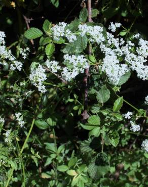 Fotografia 7 da espécie Galium broterianum no Jardim Botânico UTAD