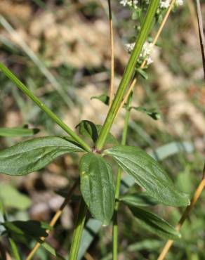 Fotografia 8 da espécie Galium broterianum no Jardim Botânico UTAD