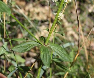 Fotografia da espécie Galium broterianum