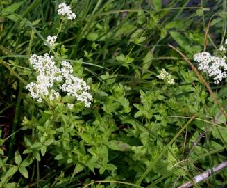 Fotografia da espécie Galium broterianum