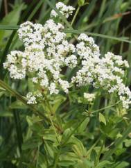 Galium broterianum