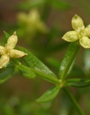 Fotografia 1 da espécie Galium divaricatum no Jardim Botânico UTAD