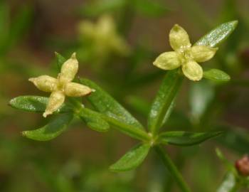 Fotografia da espécie Galium divaricatum