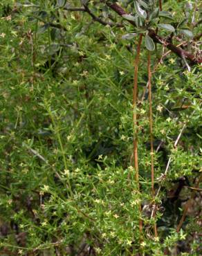 Fotografia 7 da espécie Galium divaricatum no Jardim Botânico UTAD