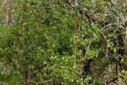 Fotografia da espécie Galium divaricatum