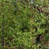 Fotografia 7 da espécie Galium divaricatum do Jardim Botânico UTAD